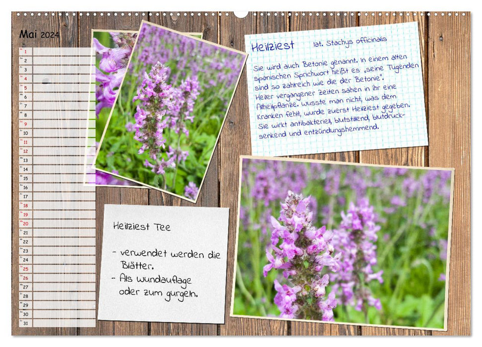 Heilpflanzen aus dem Garten (CALVENDO Premium Wandkalender 2024)