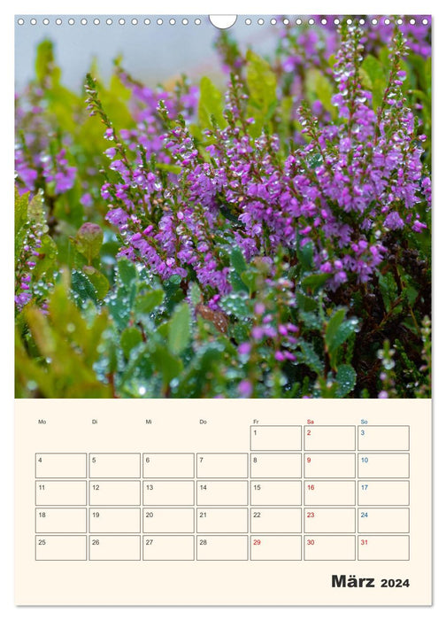 Alpsommer (CALVENDO Wandkalender 2024)