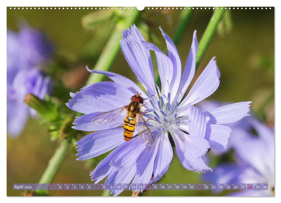 Il voltige et bourdonne.Une petite danse des insectes (Calendrier mural CALVENDO 2024) 