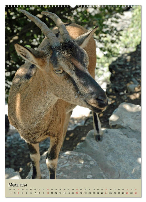 Naturerlebnis Samaria Schlucht auf Kreta (CALVENDO Wandkalender 2024)