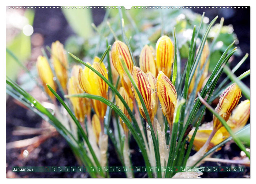 Crocus enchanteurs (Calendrier mural CALVENDO 2024) 