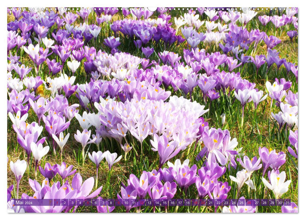 Crocus enchanteurs (Calendrier mural CALVENDO 2024) 