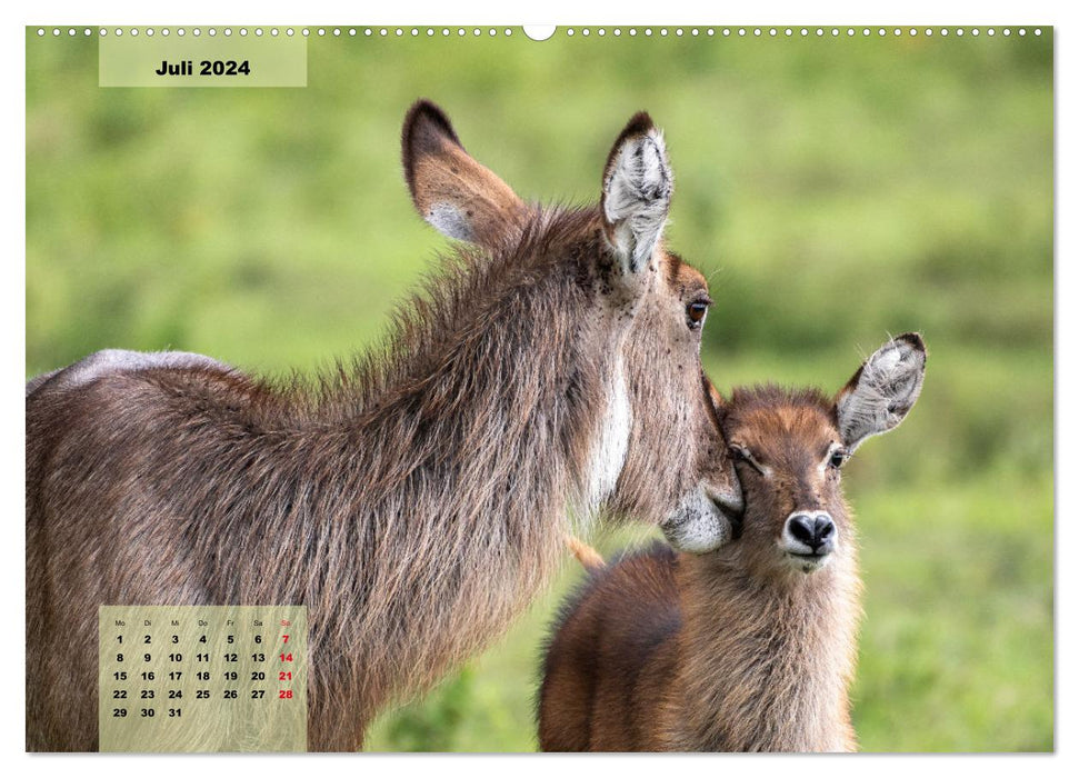 SPIRIT and SOUL (CALVENDO Premium Wandkalender 2024)