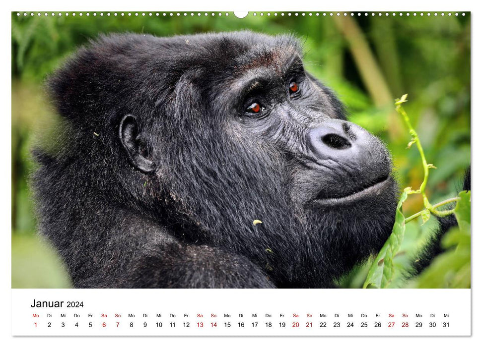 OUGANDA – Gorilles et chimpanzés de montagne (Calvendo Premium Wall Calendar 2024) 