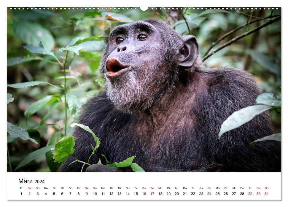 OUGANDA – Gorilles et chimpanzés de montagne (Calvendo Premium Wall Calendar 2024) 