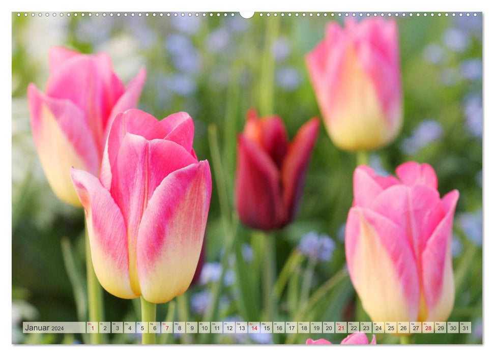 Jardin de tulipes coloré (Calvendo Premium Wall Calendar 2024) 