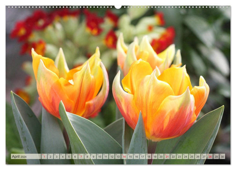 Jardin de tulipes coloré (Calvendo Premium Wall Calendar 2024) 