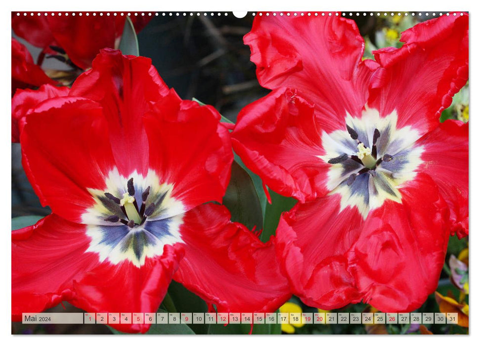 Jardin de tulipes coloré (Calvendo Premium Wall Calendar 2024) 