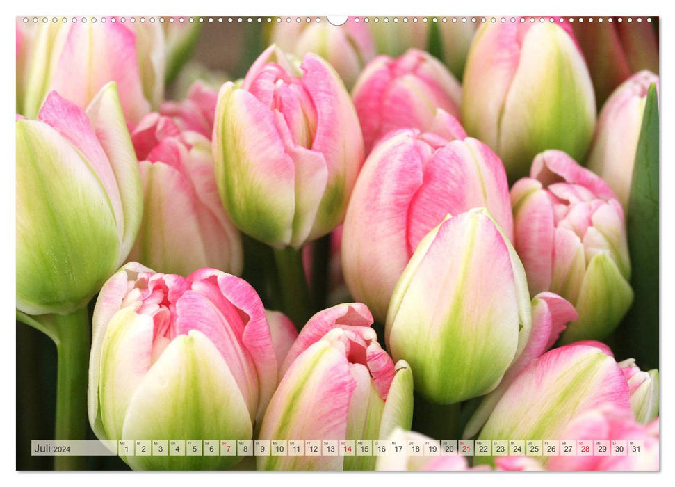 Jardin de tulipes coloré (Calvendo Premium Wall Calendar 2024) 