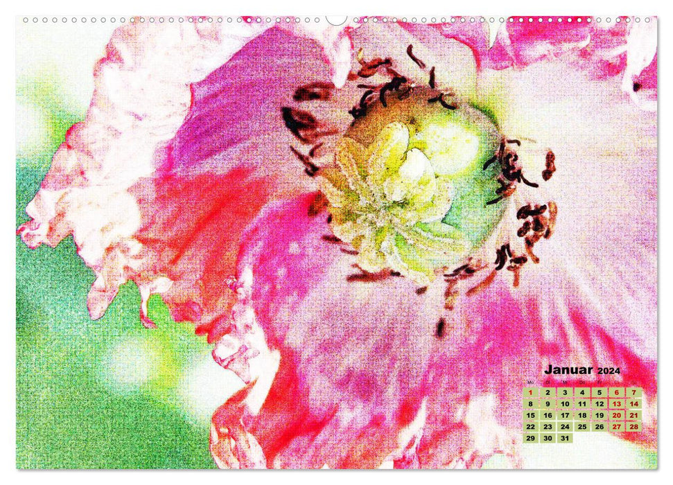 Poppy Magic (Calendrier mural CALVENDO 2024) 