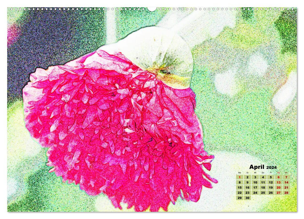 Poppy Magic (Calendrier mural CALVENDO 2024) 