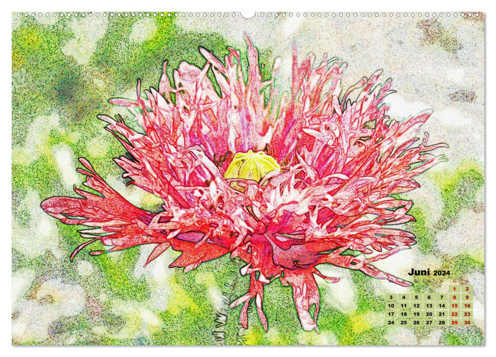 Poppy Magic (Calendrier mural CALVENDO 2024) 