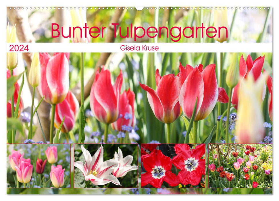 Jardin de tulipes coloré (Calendrier mural CALVENDO 2024) 