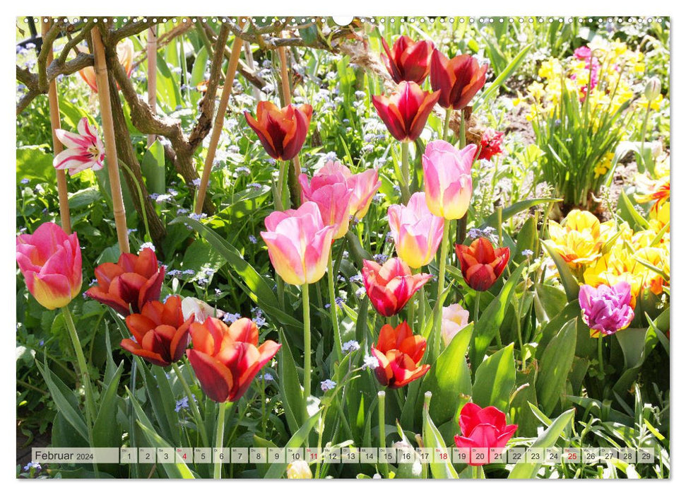 Jardin de tulipes coloré (Calendrier mural CALVENDO 2024) 