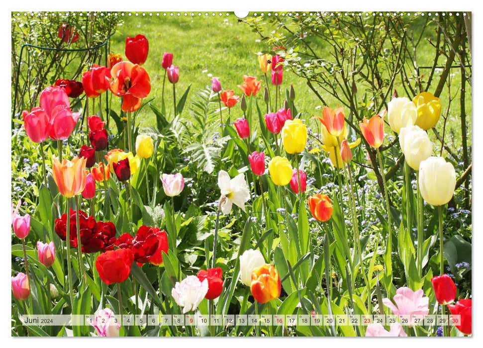 Jardin de tulipes coloré (Calendrier mural CALVENDO 2024) 