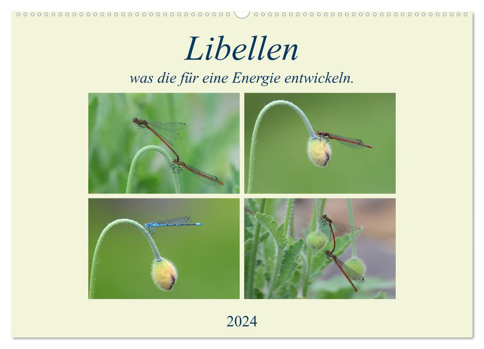 Dragonflies, what energy they develop. (CALVENDO wall calendar 2024) 