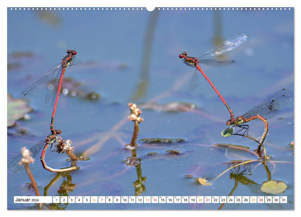 Dragonflies, what energy they develop. (CALVENDO wall calendar 2024) 