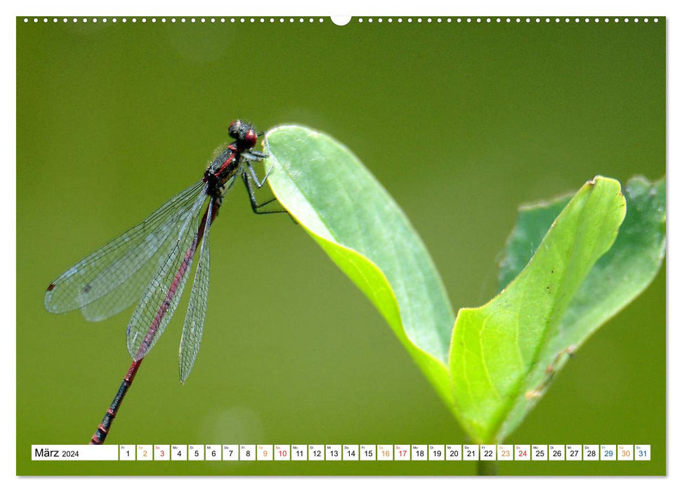 Dragonflies, what energy they develop. (CALVENDO wall calendar 2024) 