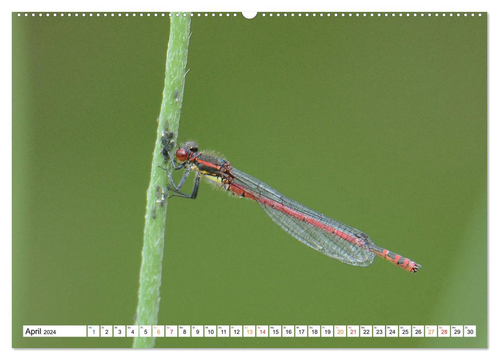 Dragonflies, what energy they develop. (CALVENDO wall calendar 2024) 