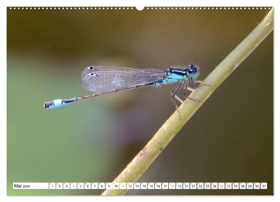 Dragonflies, what energy they develop. (CALVENDO wall calendar 2024) 