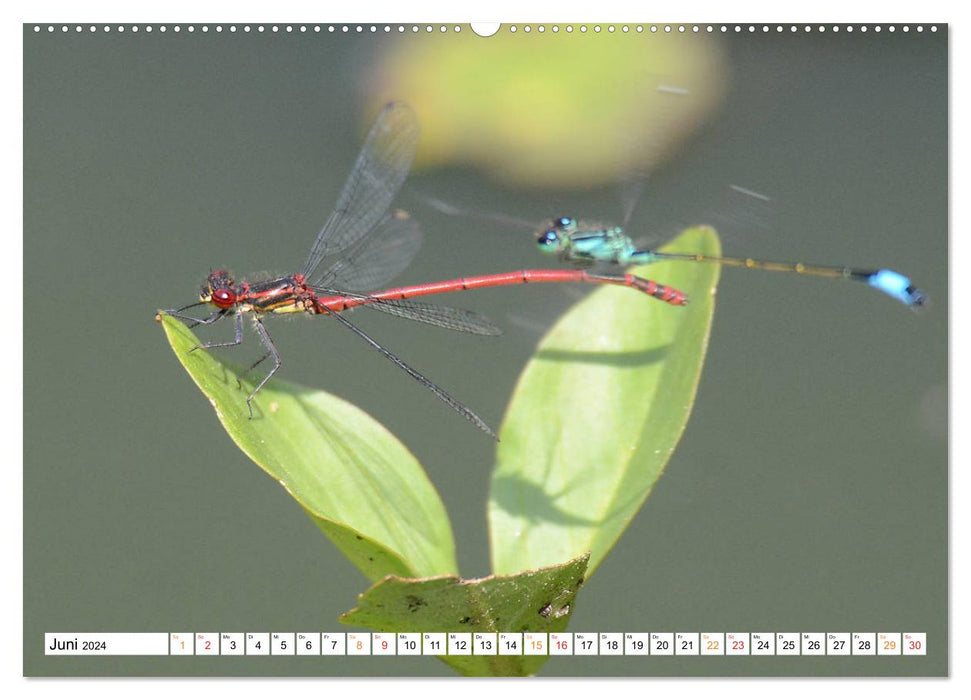 Dragonflies, what energy they develop. (CALVENDO wall calendar 2024) 