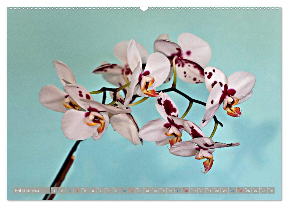 Orchideen ganz nah (CALVENDO Premium Wandkalender 2024)