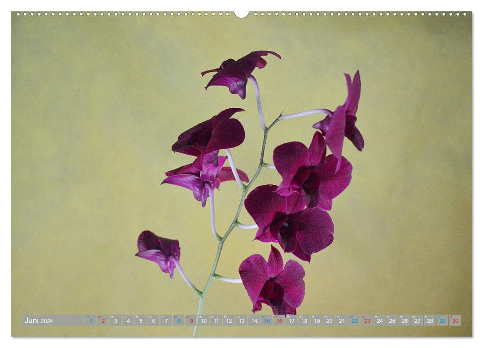 Orchids up close (CALVENDO Premium Wall Calendar 2024) 