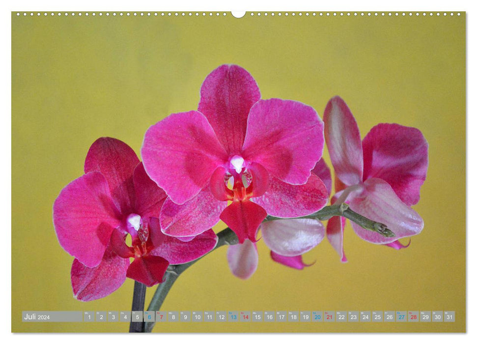 Orchids up close (CALVENDO Premium Wall Calendar 2024) 