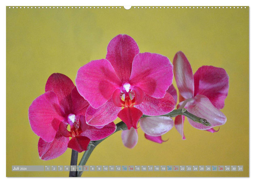 Orchideen ganz nah (CALVENDO Premium Wandkalender 2024)