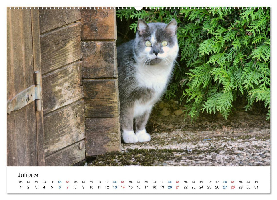 Geliebte Stubentiger - Katzen im Alltag (CALVENDO Premium Wandkalender 2024)