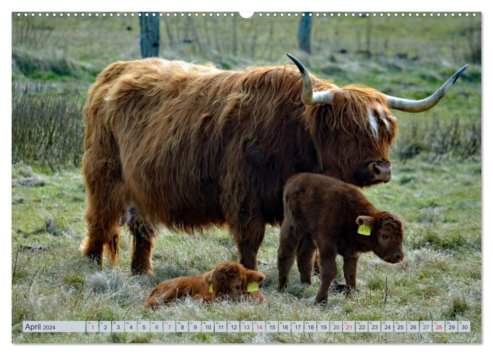 Langeoog - Pure Nature (CALVENDO Premium Wall Calendar 2024) 