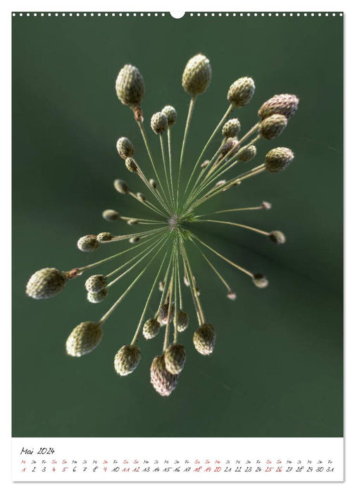 Durchschnittlich - Verzauberte Flora (CALVENDO Wandkalender 2024)