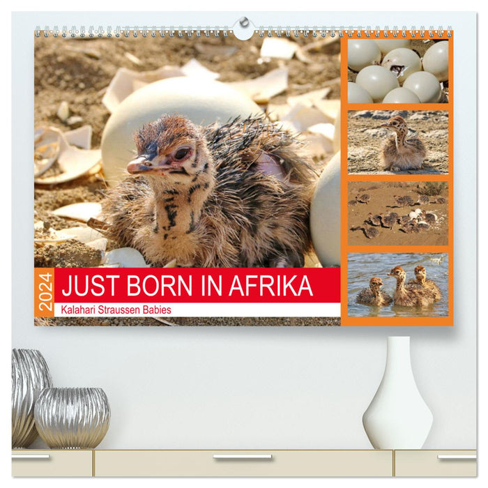 JUST BORN IN AFRIKA Kalahari Straussen Babies (CALVENDO Premium Wandkalender 2024)