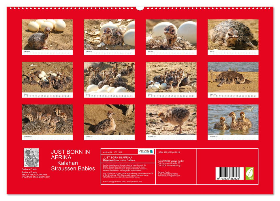 JUST BORN IN AFRIKA Kalahari Straussen Babies (CALVENDO Premium Wandkalender 2024)