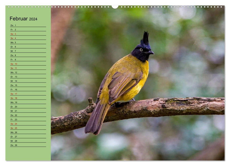 Orientalische Vögel - Thailands bunte Vogelwelt (CALVENDO Premium Wandkalender 2024)