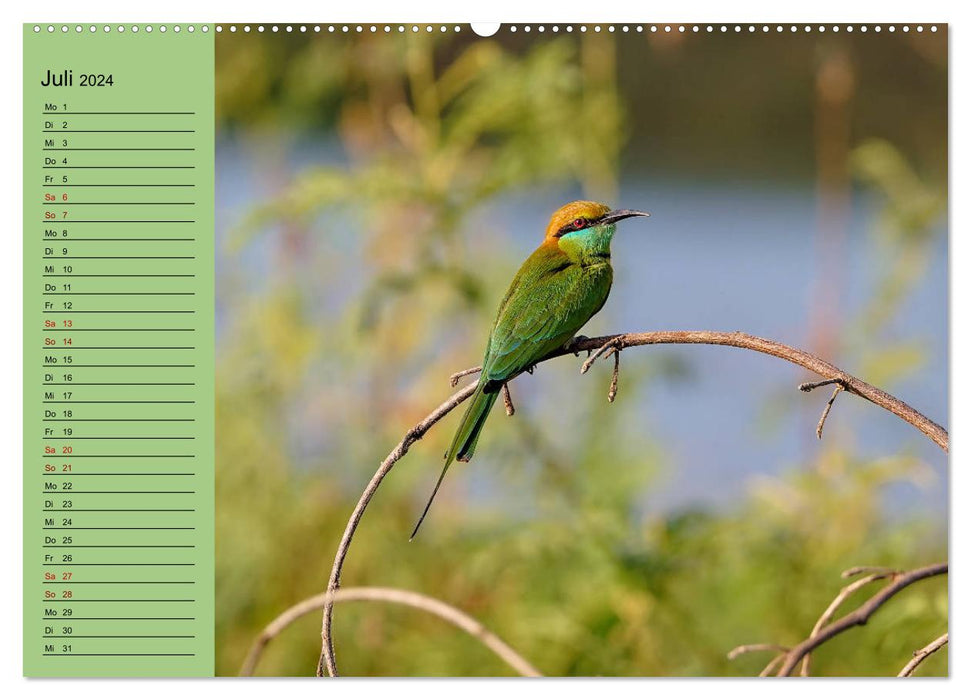 Orientalische Vögel - Thailands bunte Vogelwelt (CALVENDO Premium Wandkalender 2024)