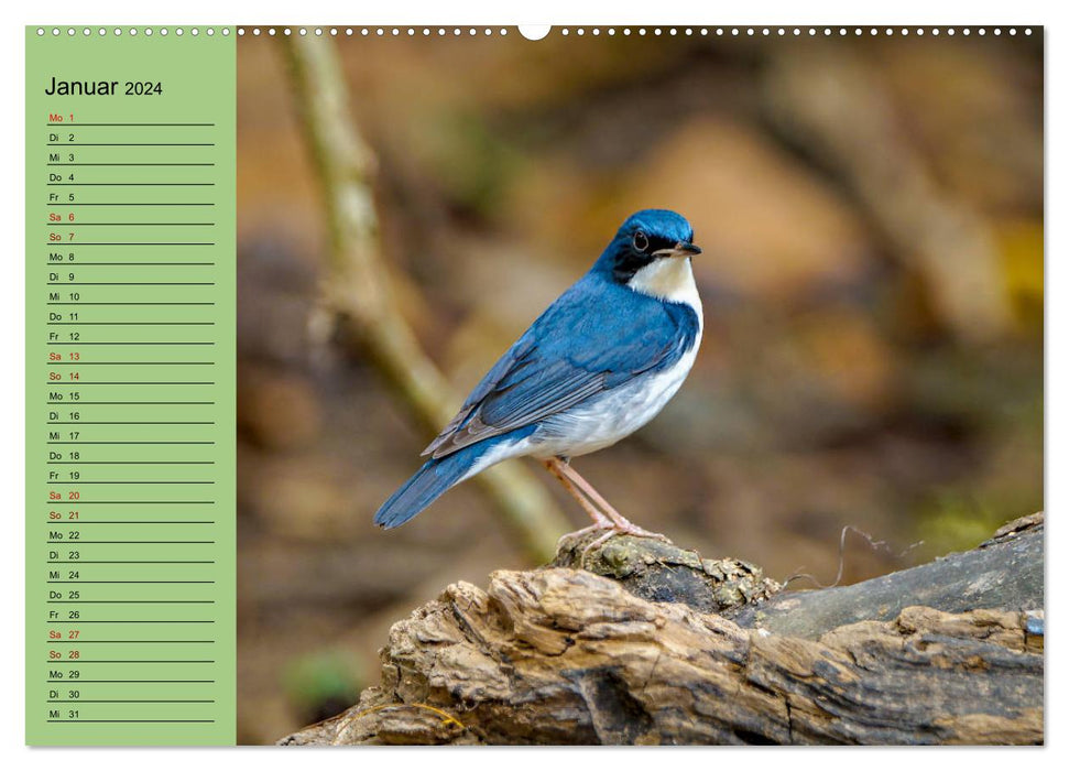 Oriental birds - Thailand's colorful bird world (CALVENDO wall calendar 2024) 