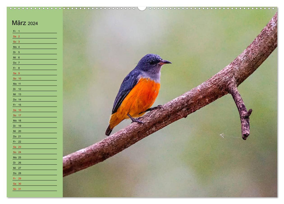 Oriental birds - Thailand's colorful bird world (CALVENDO wall calendar 2024) 