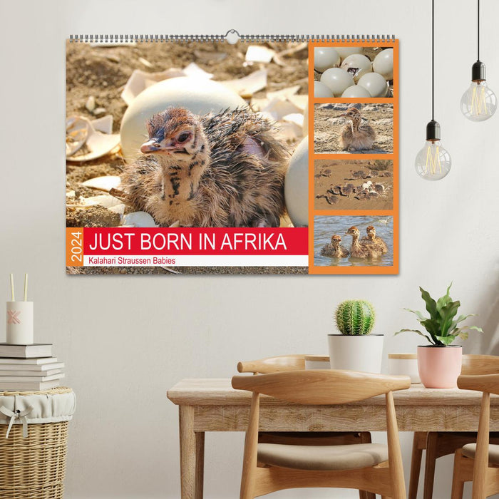 JUST BORN IN AFRIKA Kalahari Straussen Babies (CALVENDO Wandkalender 2024)