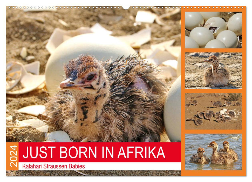 JUST BORN IN AFRIKA Kalahari Straussen Babies (CALVENDO Wandkalender 2024)