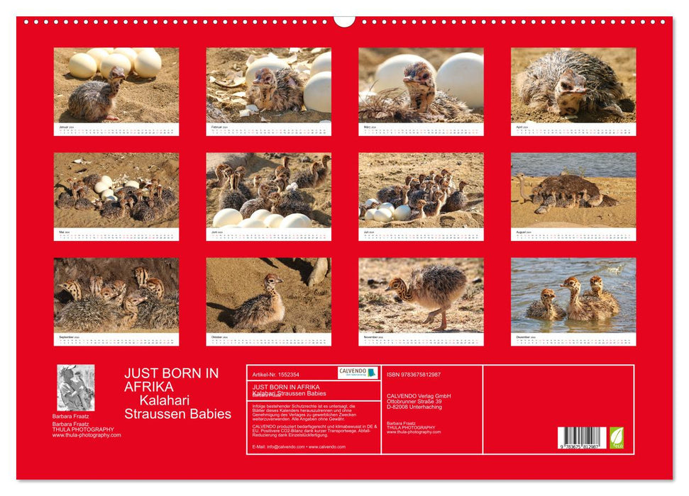 JUST BORN IN AFRIKA Kalahari Straussen Babies (CALVENDO Wandkalender 2024)