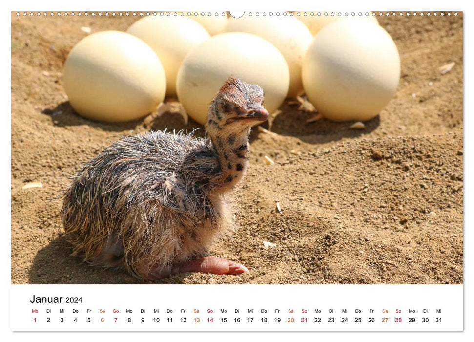 JUST BORN IN AFRICA Kalahari Ostrich Babies (CALVENDO Wall Calendar 2024) 