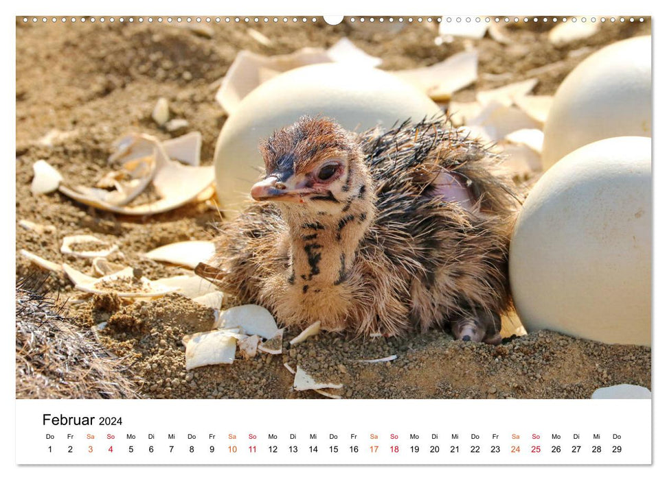 JUST BORN IN AFRICA Kalahari Ostrich Babies (CALVENDO Wall Calendar 2024) 