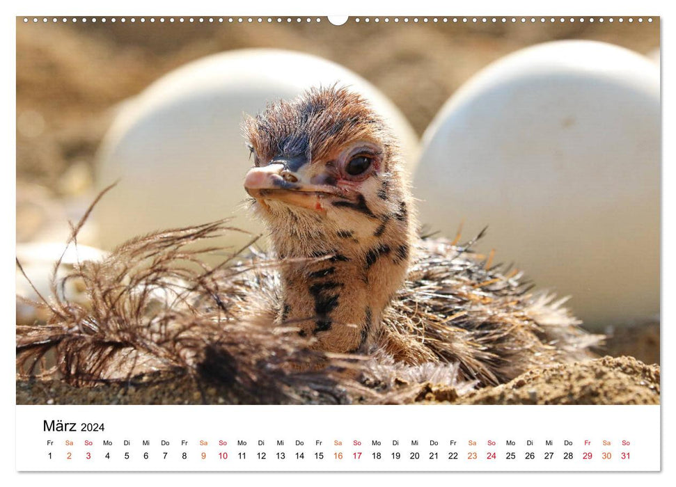 JUST BORN IN AFRIKA Kalahari Straussen Babies (CALVENDO Wandkalender 2024)