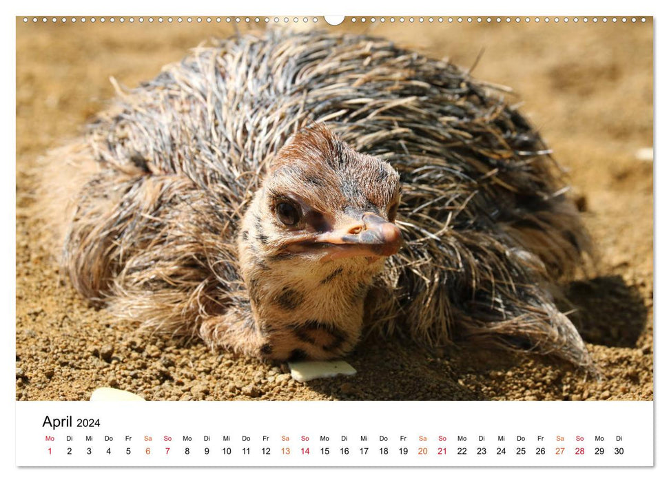 JUST BORN IN AFRICA Kalahari Ostrich Babies (CALVENDO Wall Calendar 2024) 