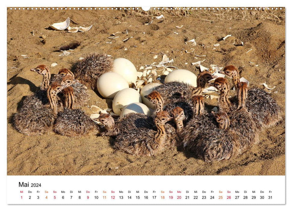 JUST BORN IN AFRICA Kalahari Ostrich Babies (CALVENDO Wall Calendar 2024) 