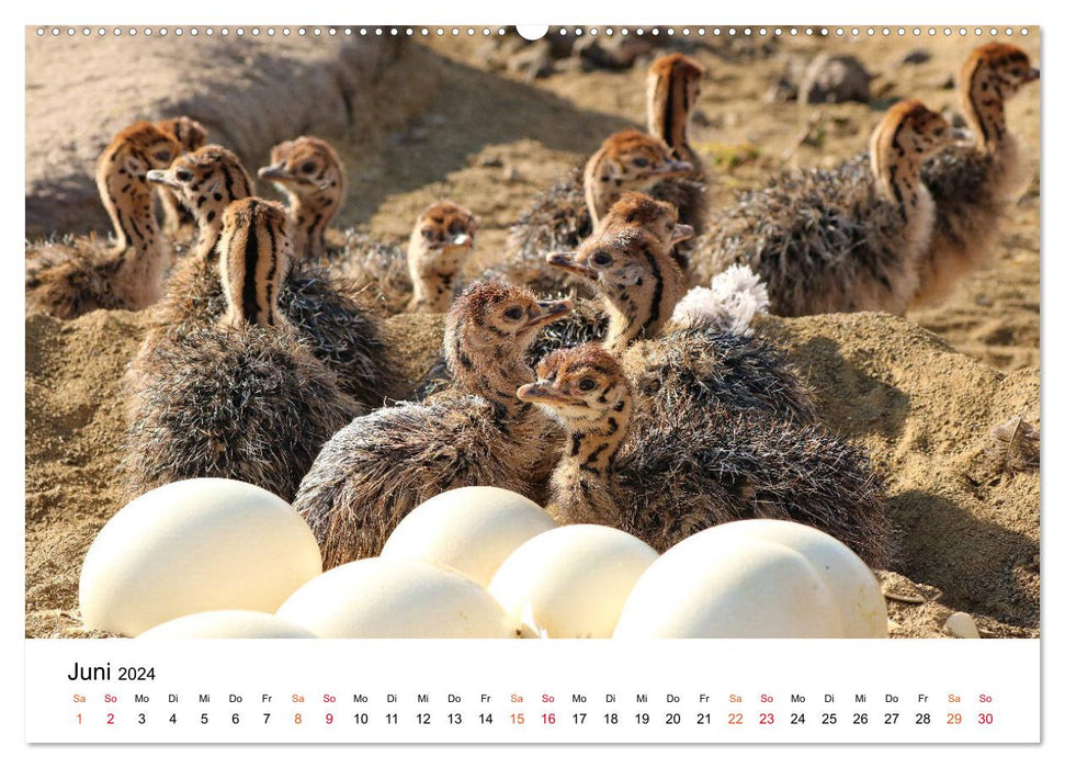 JUST BORN IN AFRICA Kalahari Ostrich Babies (CALVENDO Wall Calendar 2024) 