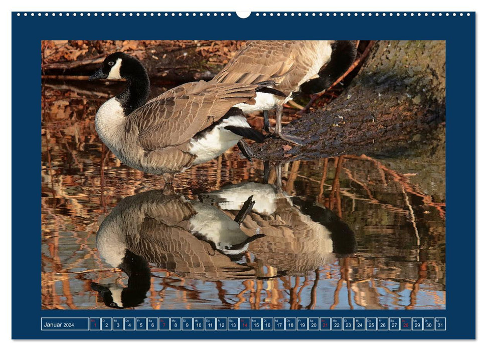 Spiegelungen in der Natur (CALVENDO Premium Wandkalender 2024)