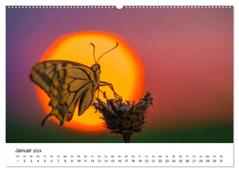 Upper Bavarian Insect Calendar (CALVENDO Premium Wall Calendar 2024) 