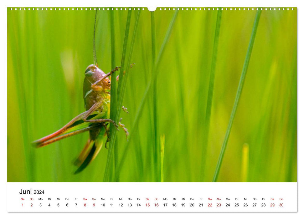 Upper Bavarian Insect Calendar (CALVENDO Premium Wall Calendar 2024) 